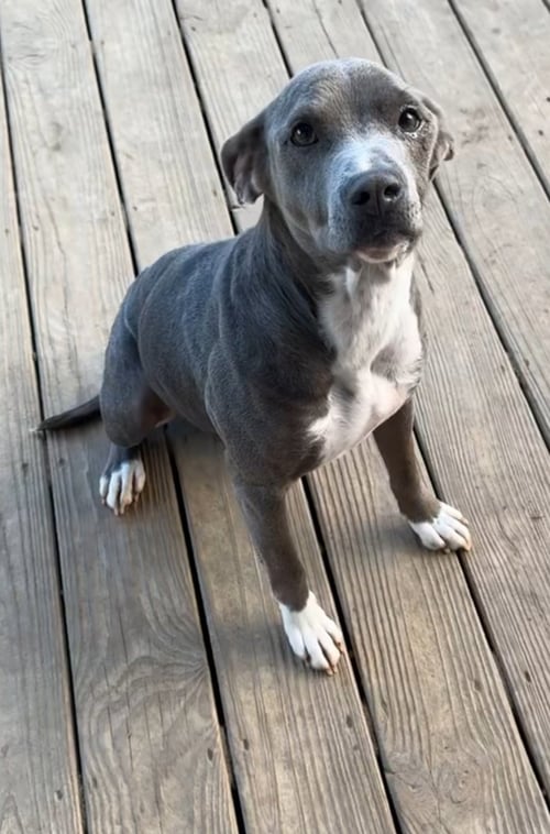 KAITLYN - American Bulldog available for adoption