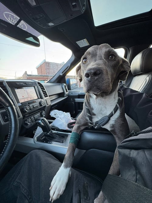 KAITLYN - American Bulldog available for adoption