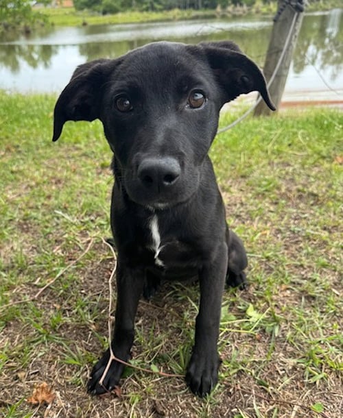CALLI - Labrador Retriever available for adoption