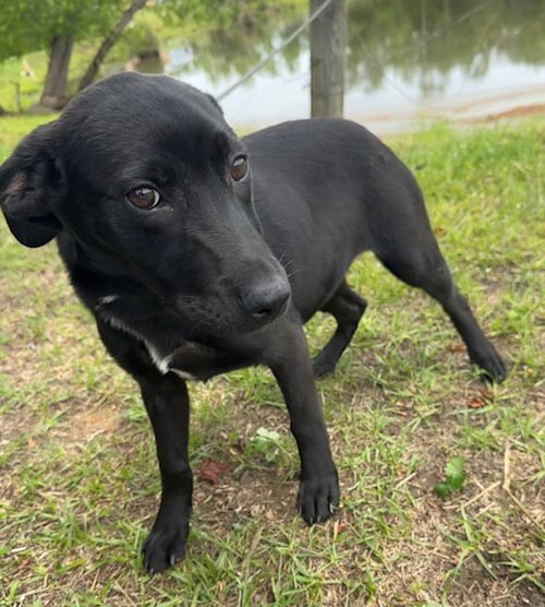 CALLI - Labrador Retriever available for adoption