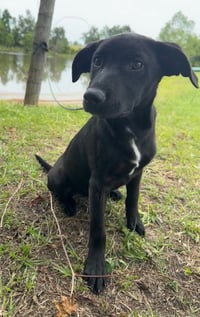 Calli - Photo 3