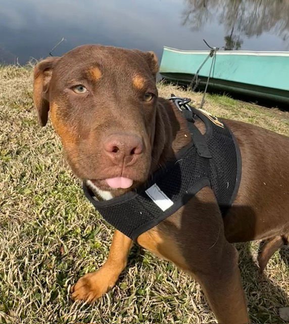 SAGE - Labrador Retriever / Bulldog available for adoption