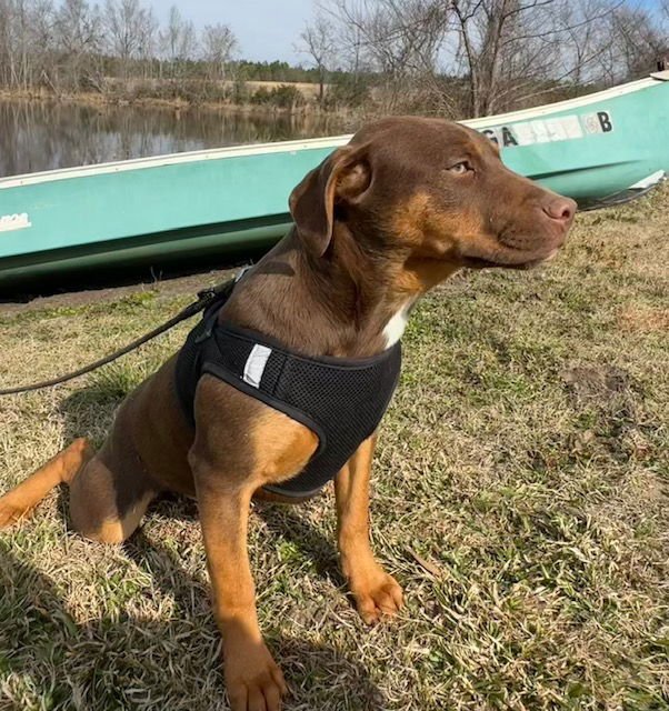 SAGE - Labrador Retriever / Bulldog available for adoption