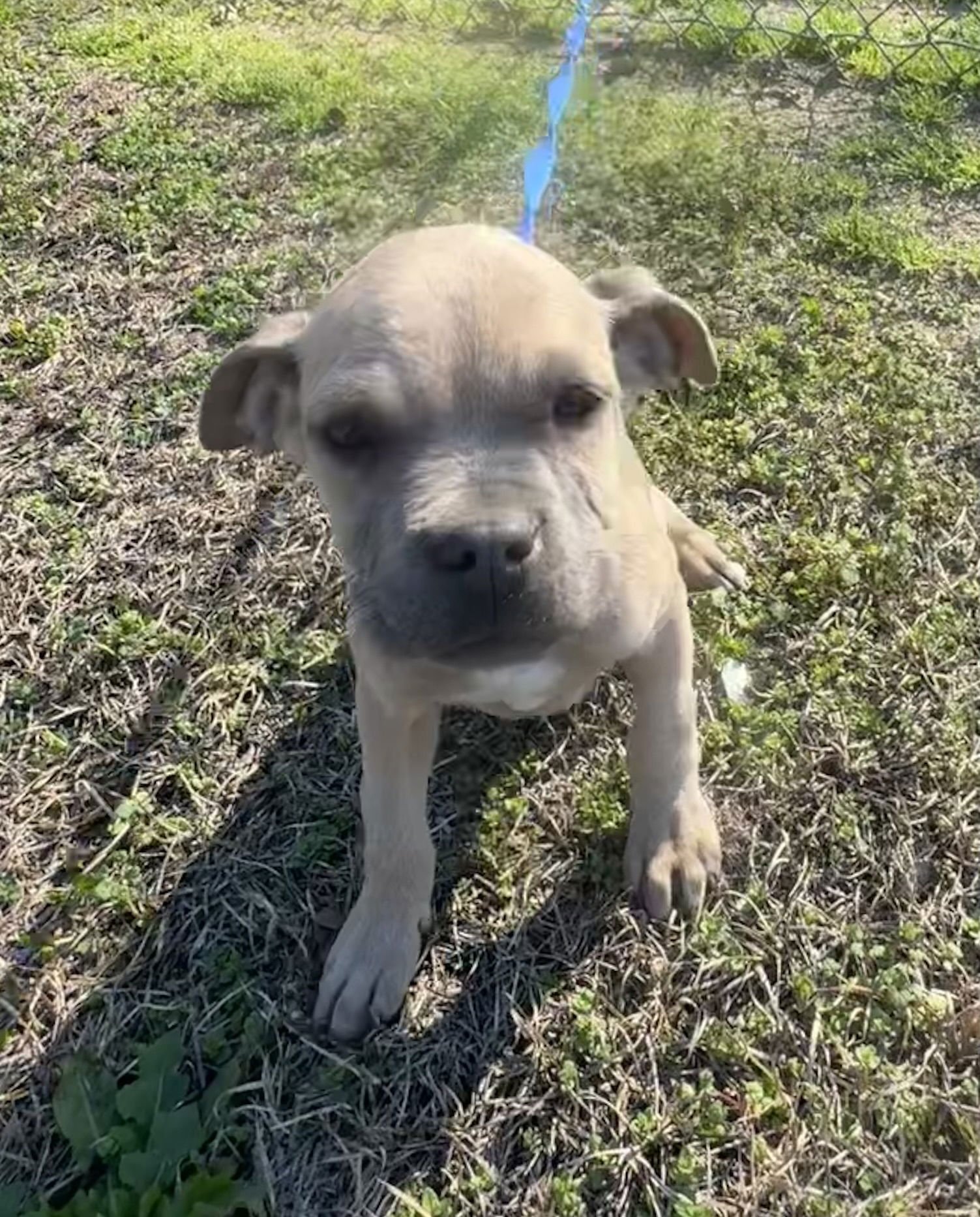 PEGGY - Boxer / Pit Bull Terrier available for adoption