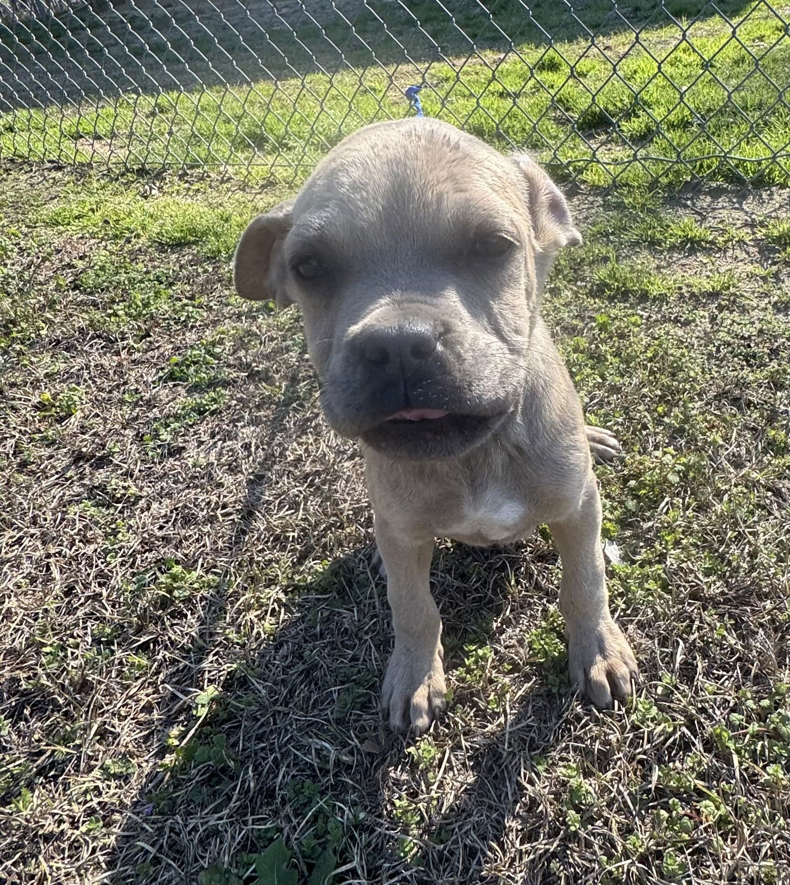 PEGGY - Boxer / Pit Bull Terrier available for adoption