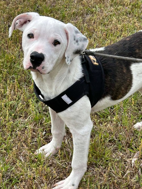 CLYDE - Bulldog available for adoption