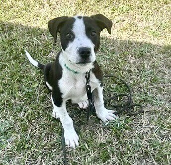 SUPERMAN - Labrador Retriever available for adoption