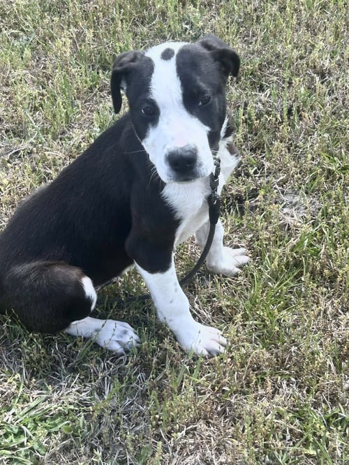 SUPERMAN - Labrador Retriever available for adoption