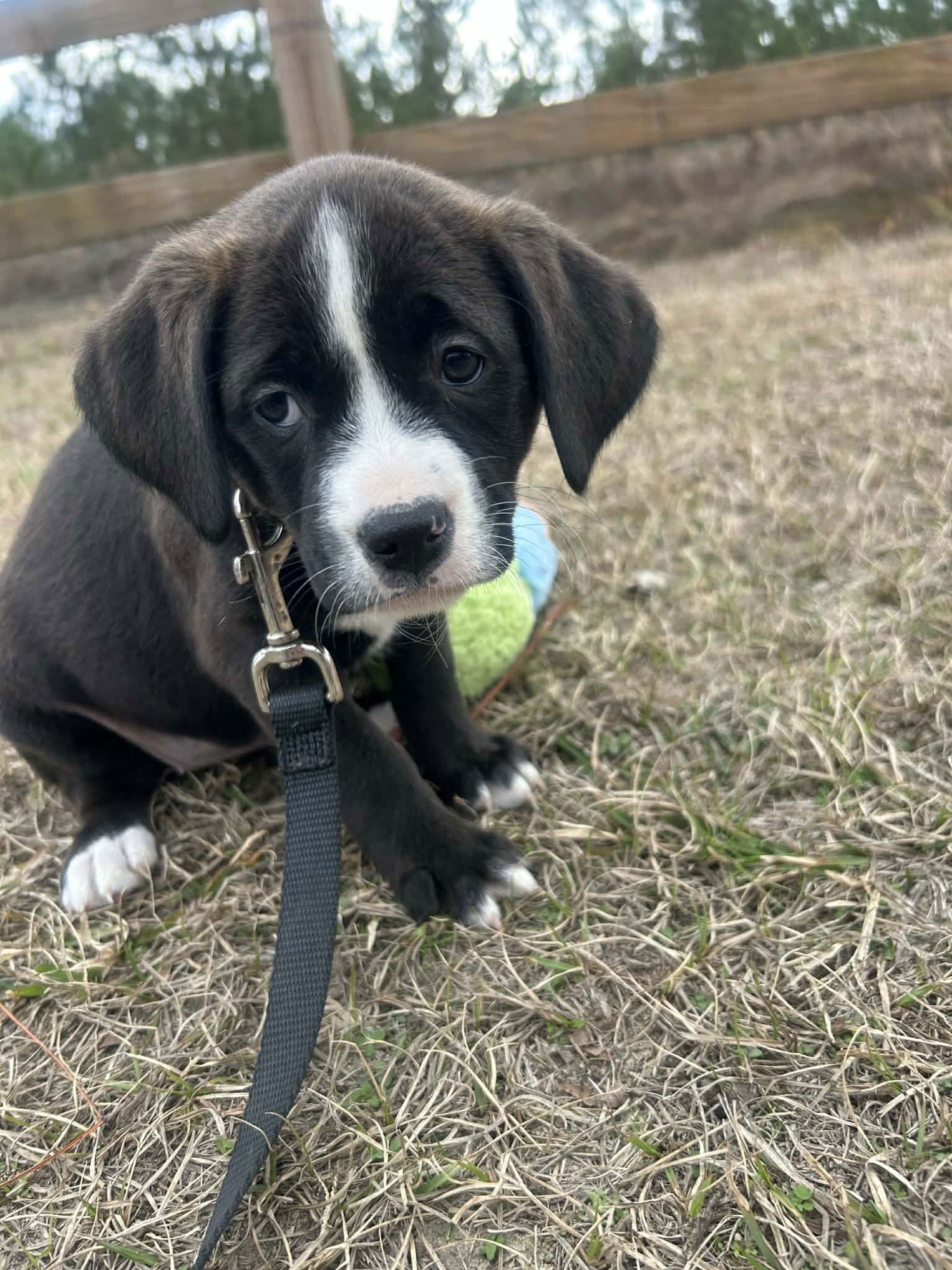 FARROW - Terrier available for adoption