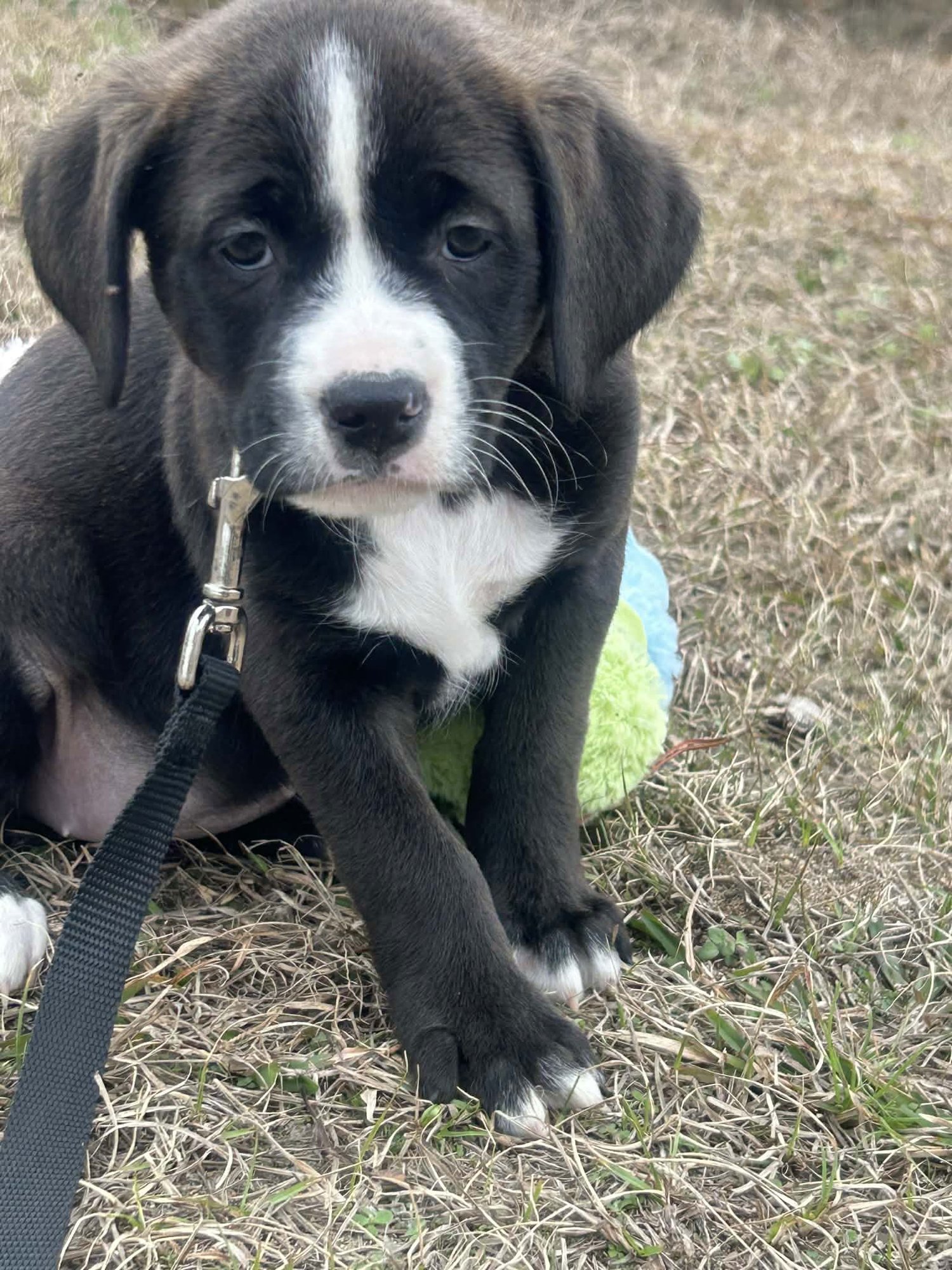 FARROW - Terrier available for adoption