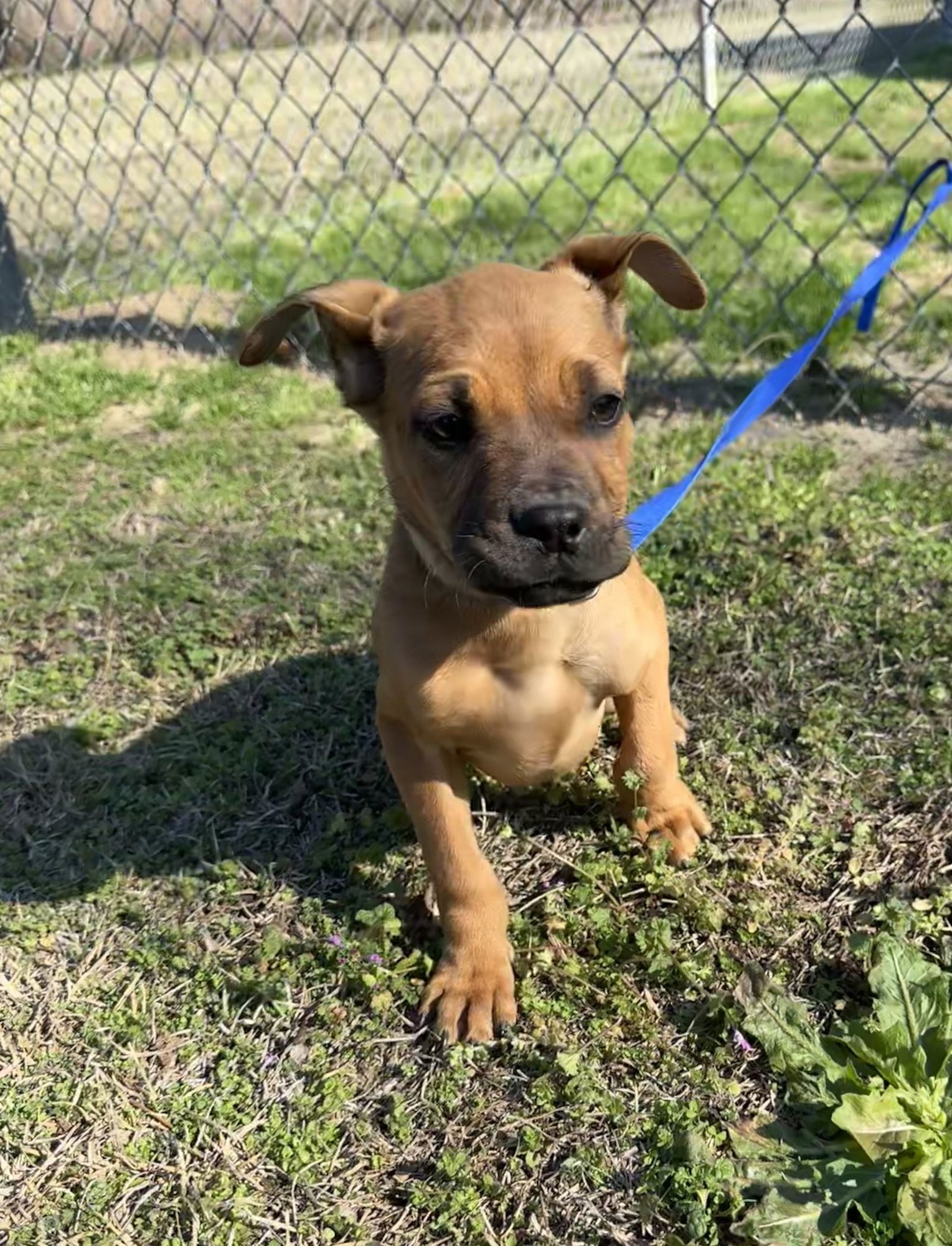 PAISLEY - Boxer / Pit Bull Terrier available for adoption