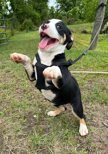 GENA - Bulldog available for adoption