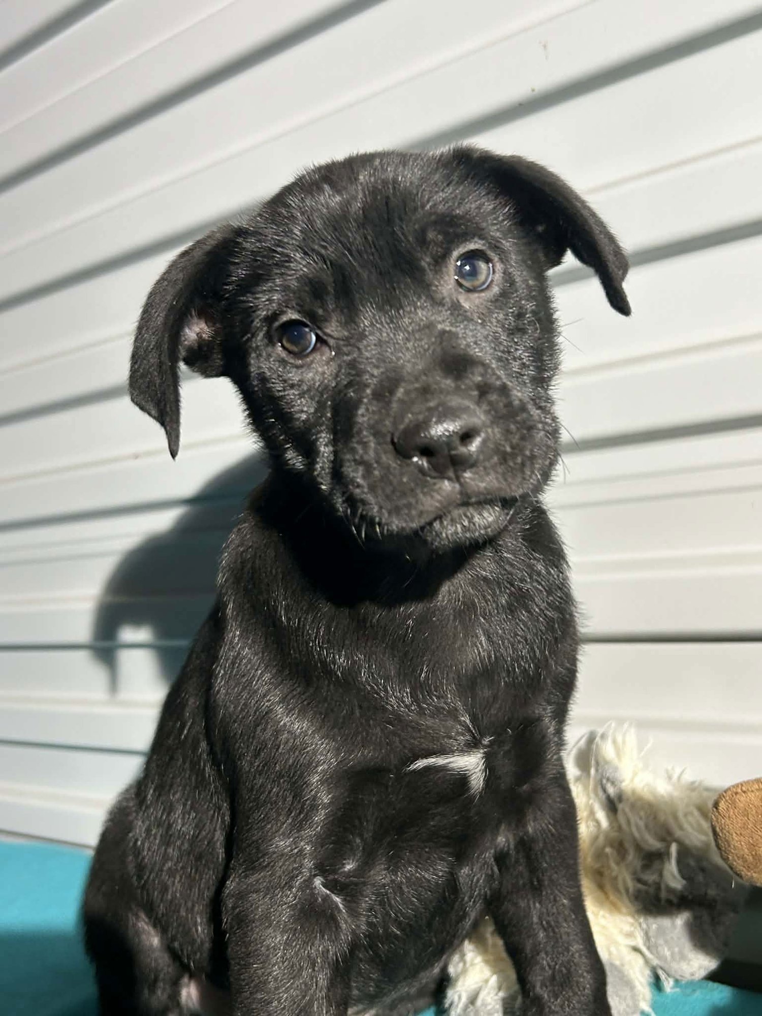 BILLY JACK - Labrador Retriever available for adoption