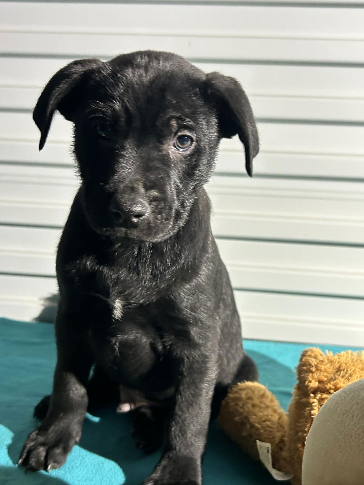 BILLY JACK - Labrador Retriever available for adoption