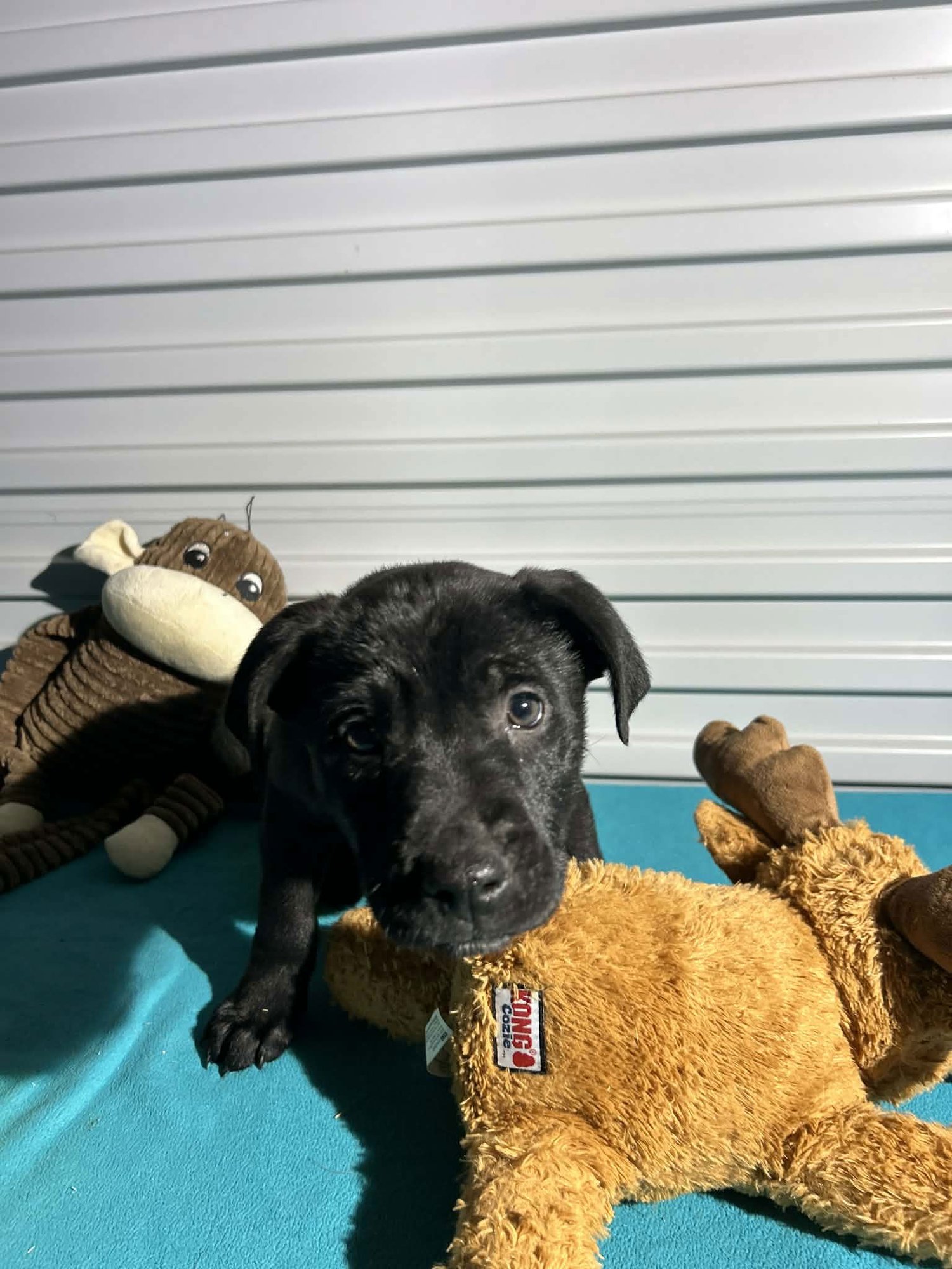 Billy Jack - Photo 3