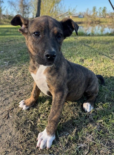 DREAM - Hound available for adoption