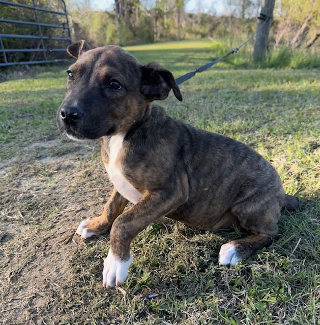 DREAM - Hound available for adoption