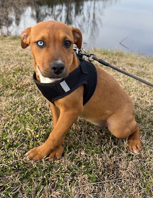 STELLA - Labrador Retriever / Bulldog available for adoption