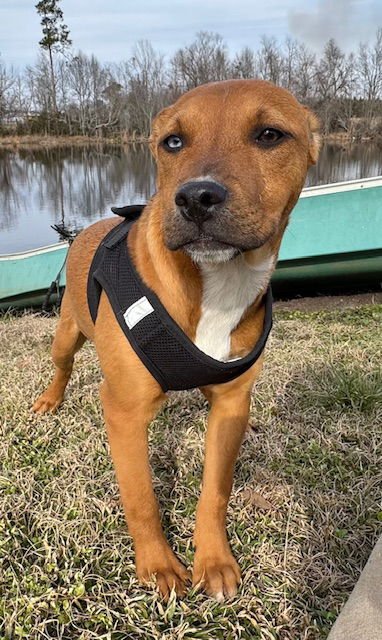 STELLA - Labrador Retriever / Bulldog available for adoption