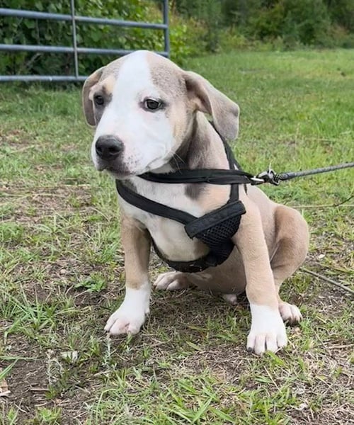 GEO - Bulldog available for adoption