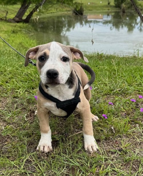 GEO - Bulldog available for adoption