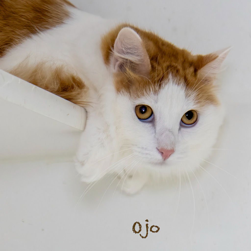 OJO - Domestic Medium Hair available for adoption