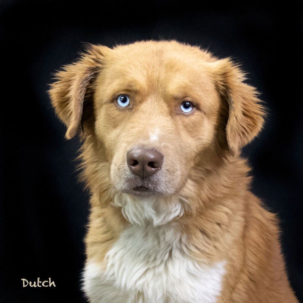 DUTCH - Golden Retriever / Australian Shepherd available for adoption