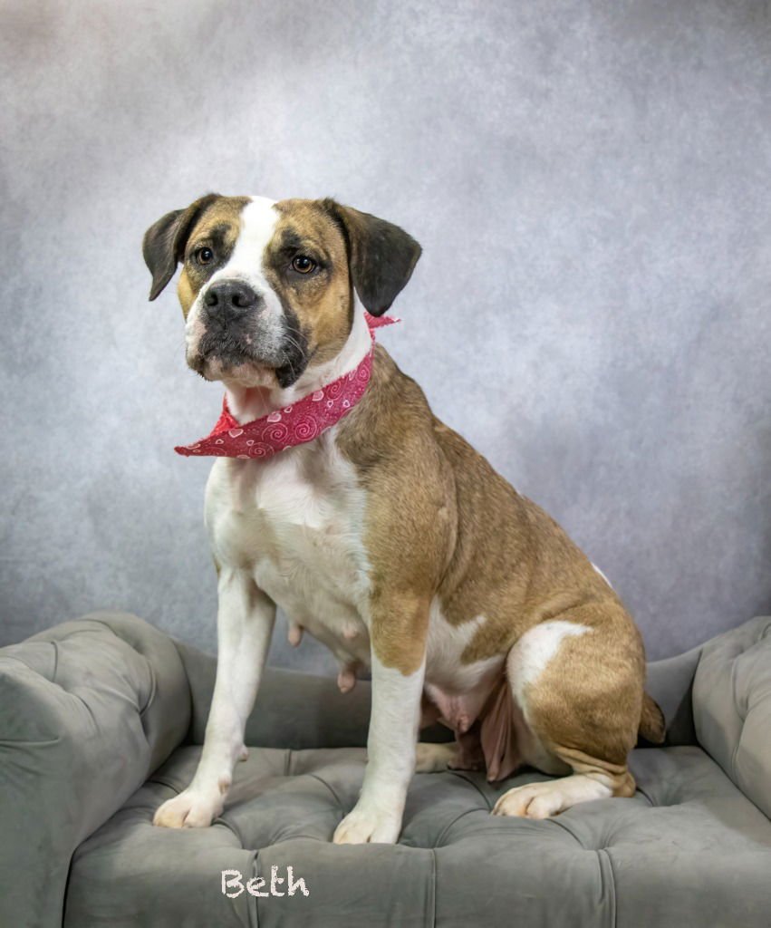 BETH - Boxer / Hound available for adoption