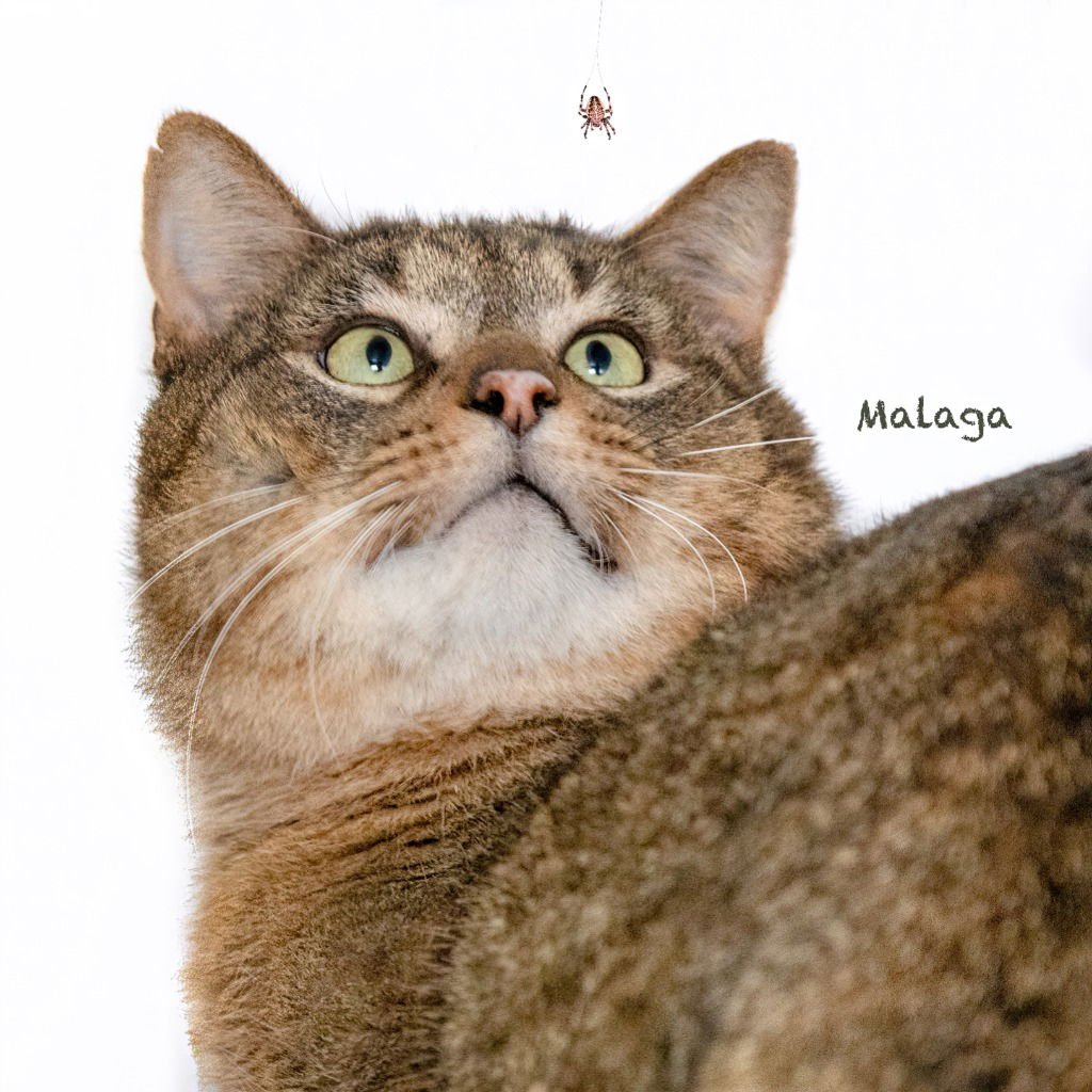 MALAGA - Domestic Short Hair available for adoption