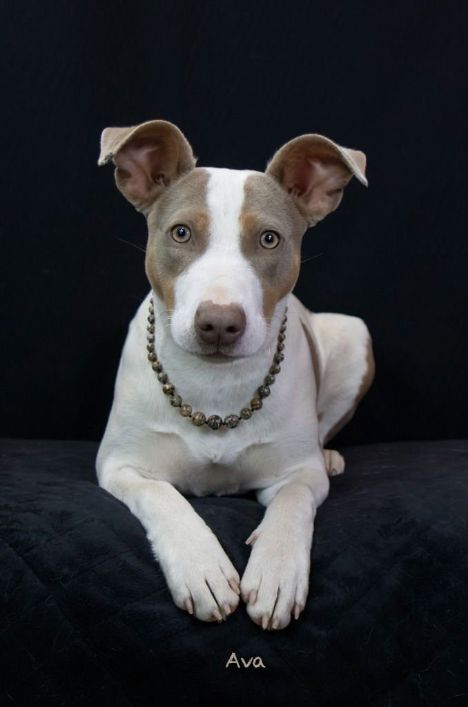 AVA - Terrier available for adoption