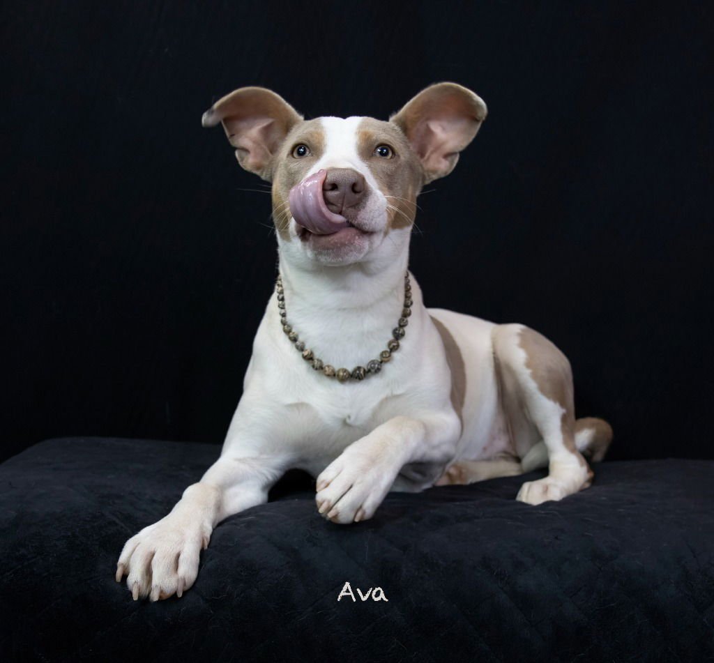 AVA - Terrier available for adoption
