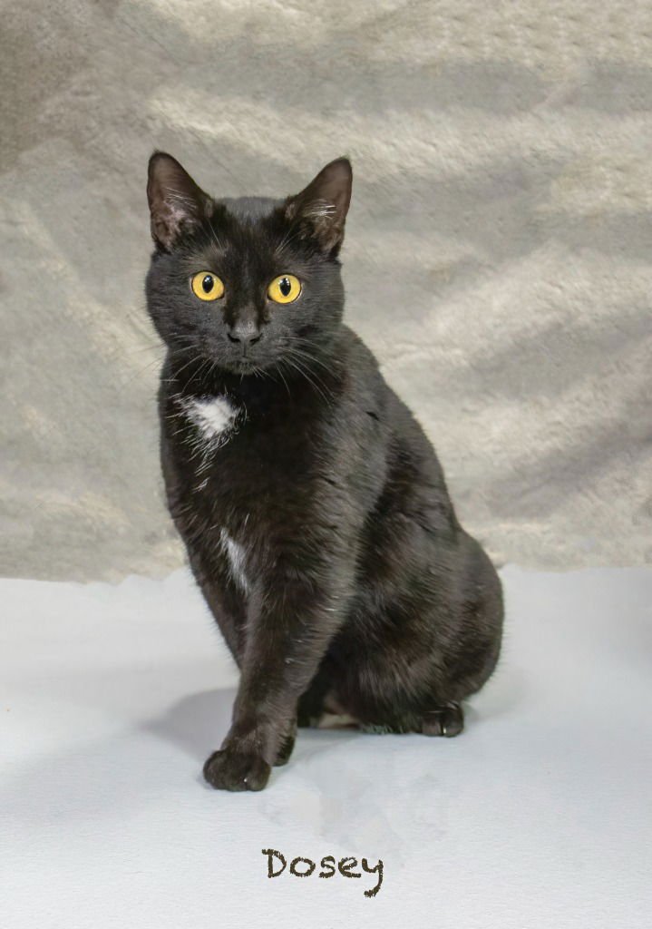 DOSEY - Domestic Short Hair available for adoption