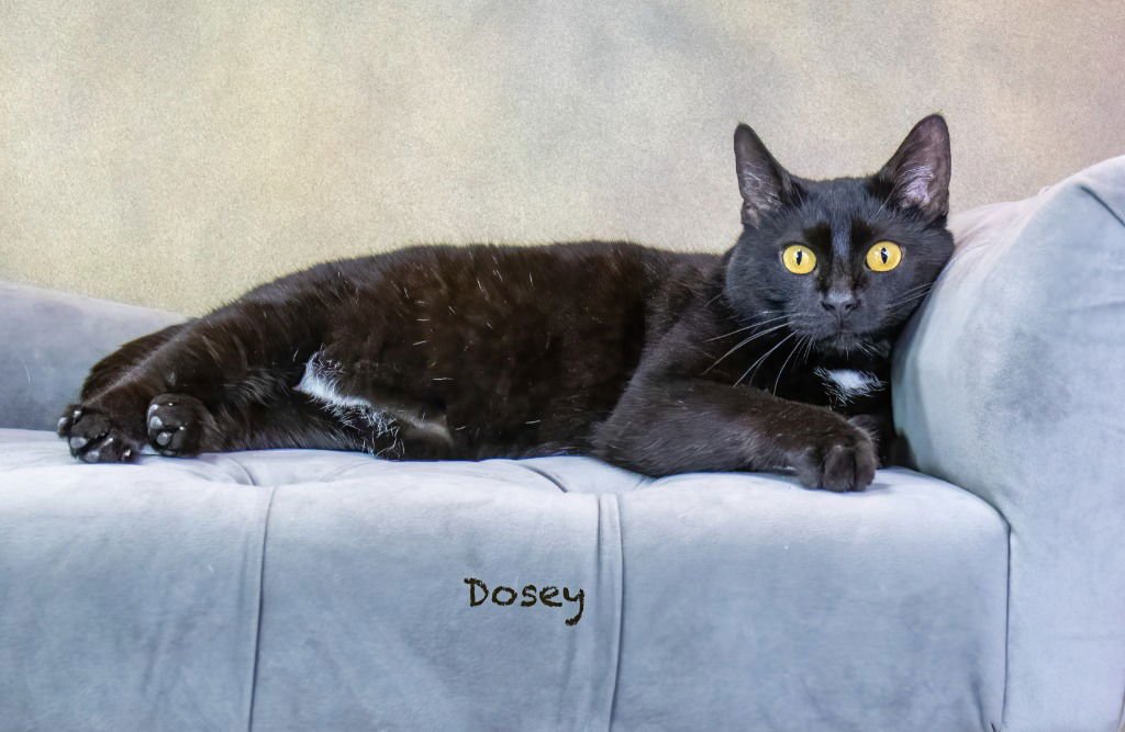 DOSEY - Domestic Short Hair available for adoption