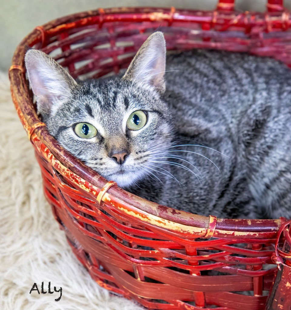 ALLY - Domestic Short Hair available for adoption