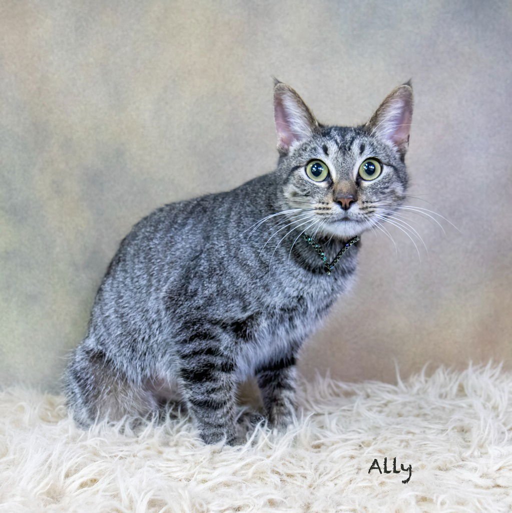 ALLY - Domestic Short Hair available for adoption