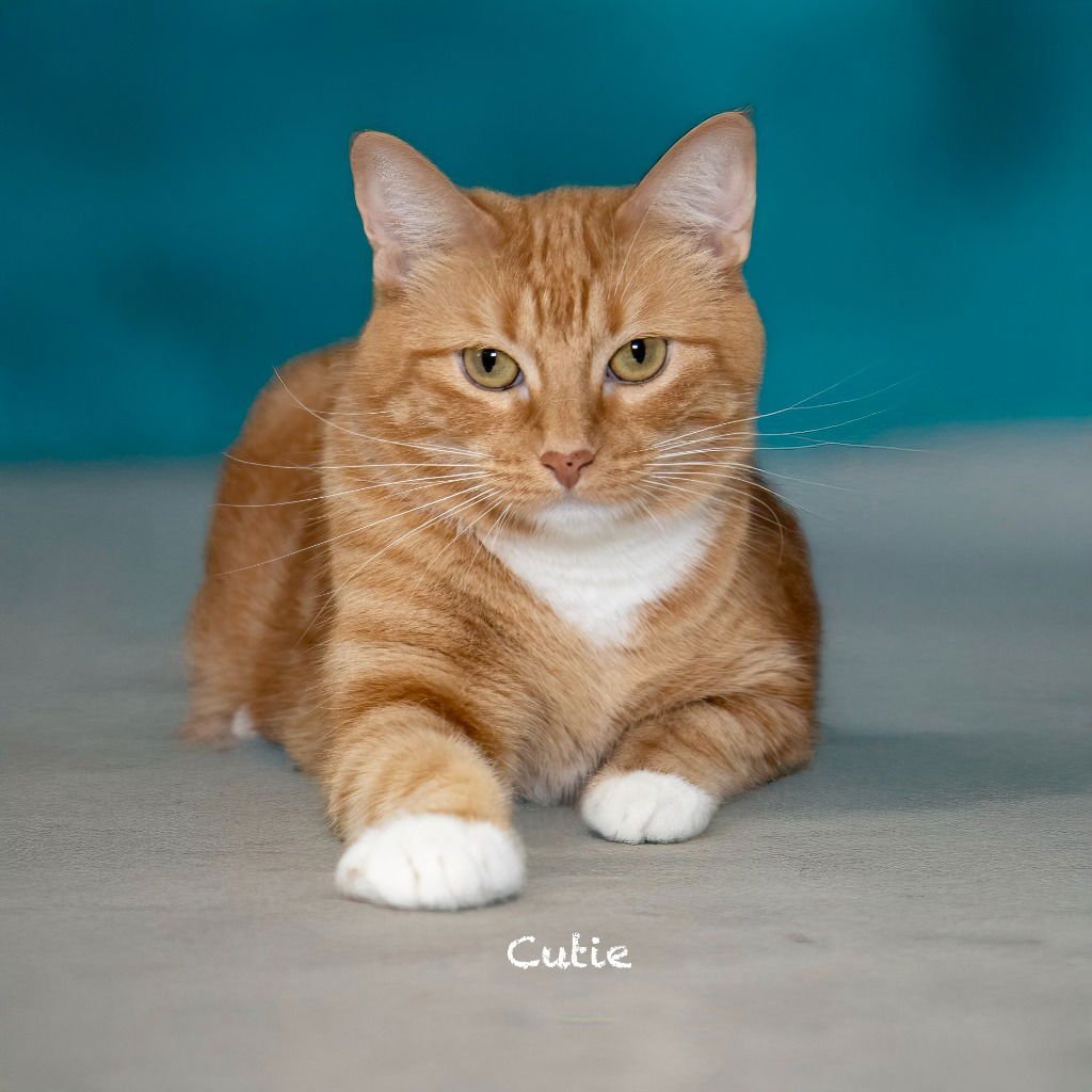CUTIE - Domestic Short Hair available for adoption