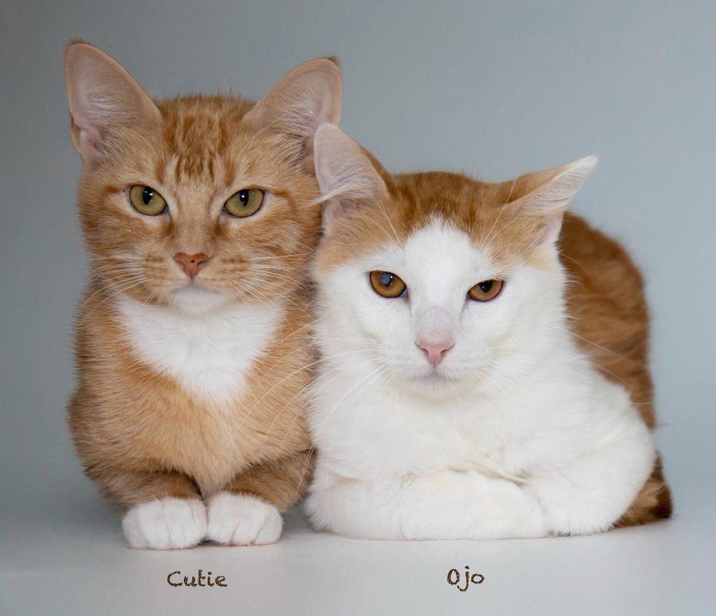 CUTIE - Domestic Short Hair available for adoption