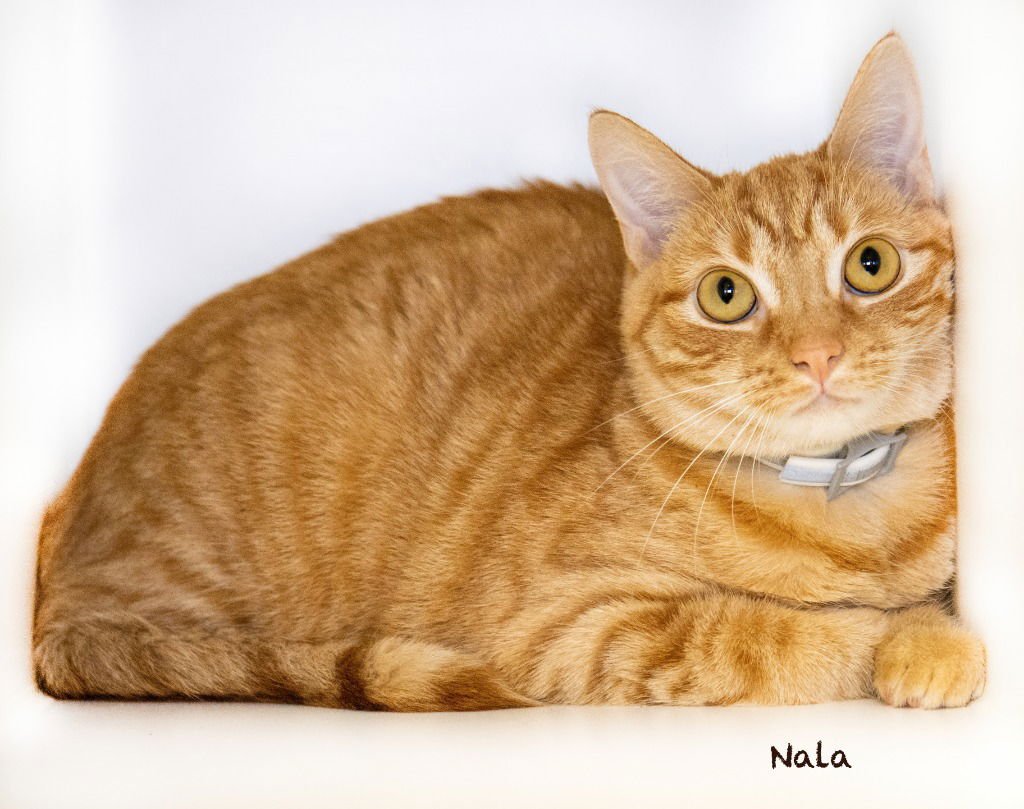 NALA - Domestic Short Hair available for adoption