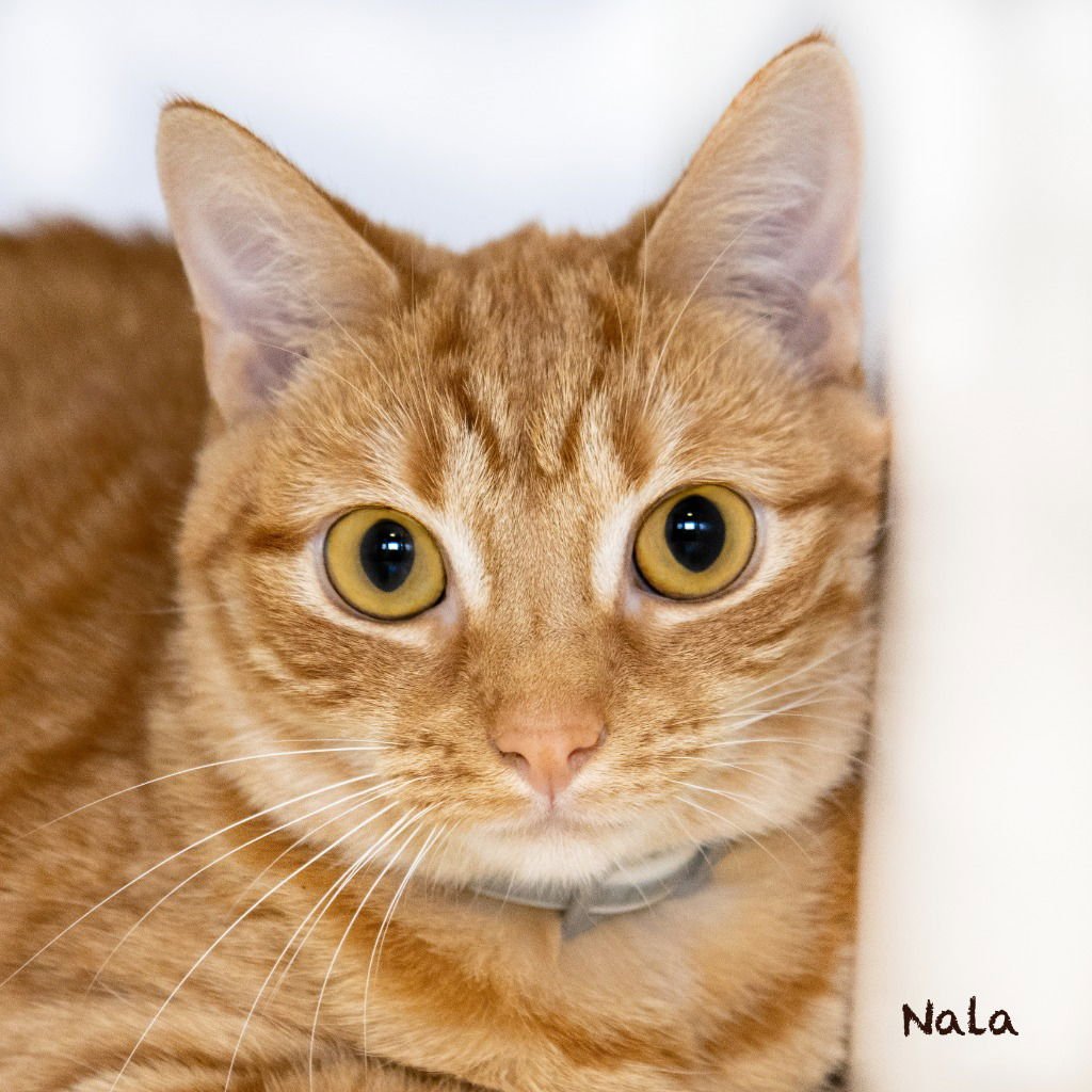 NALA - Domestic Short Hair available for adoption