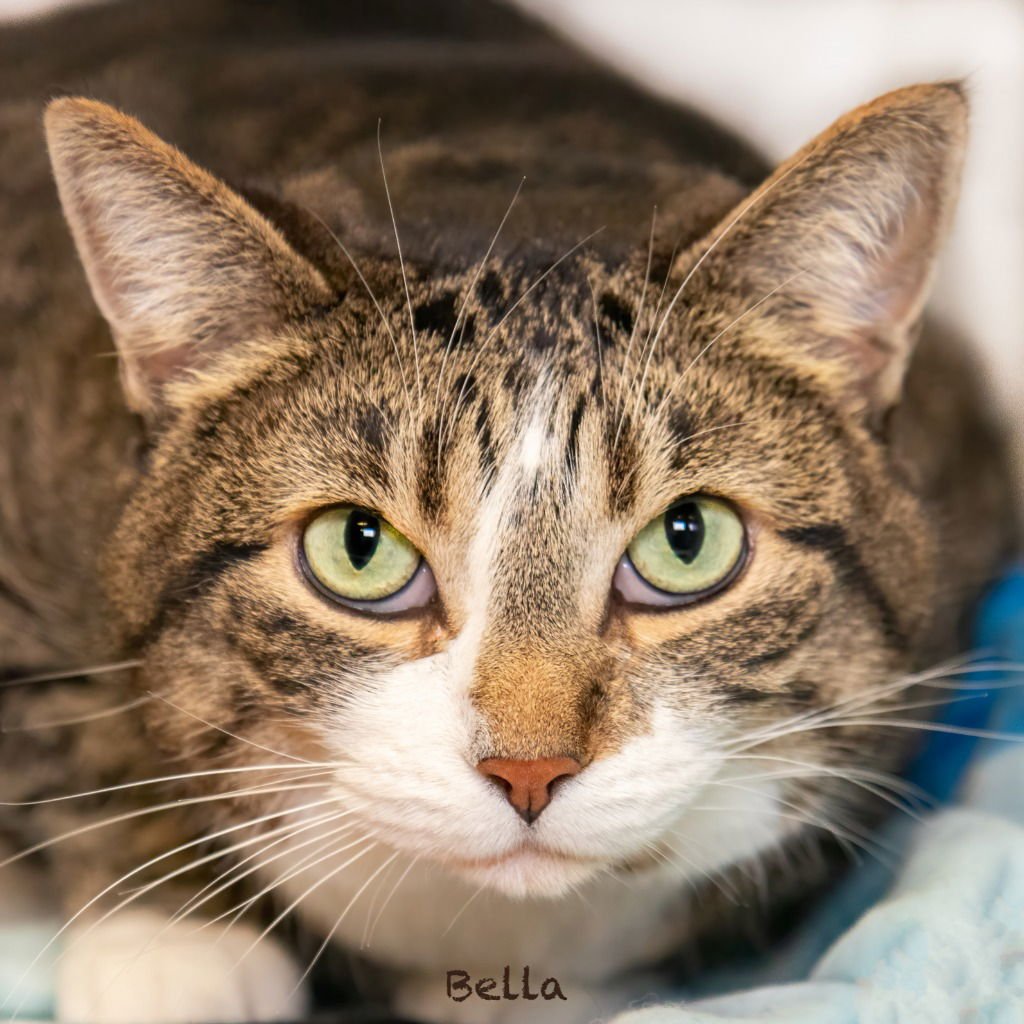 BELLA - Domestic Short Hair available for adoption