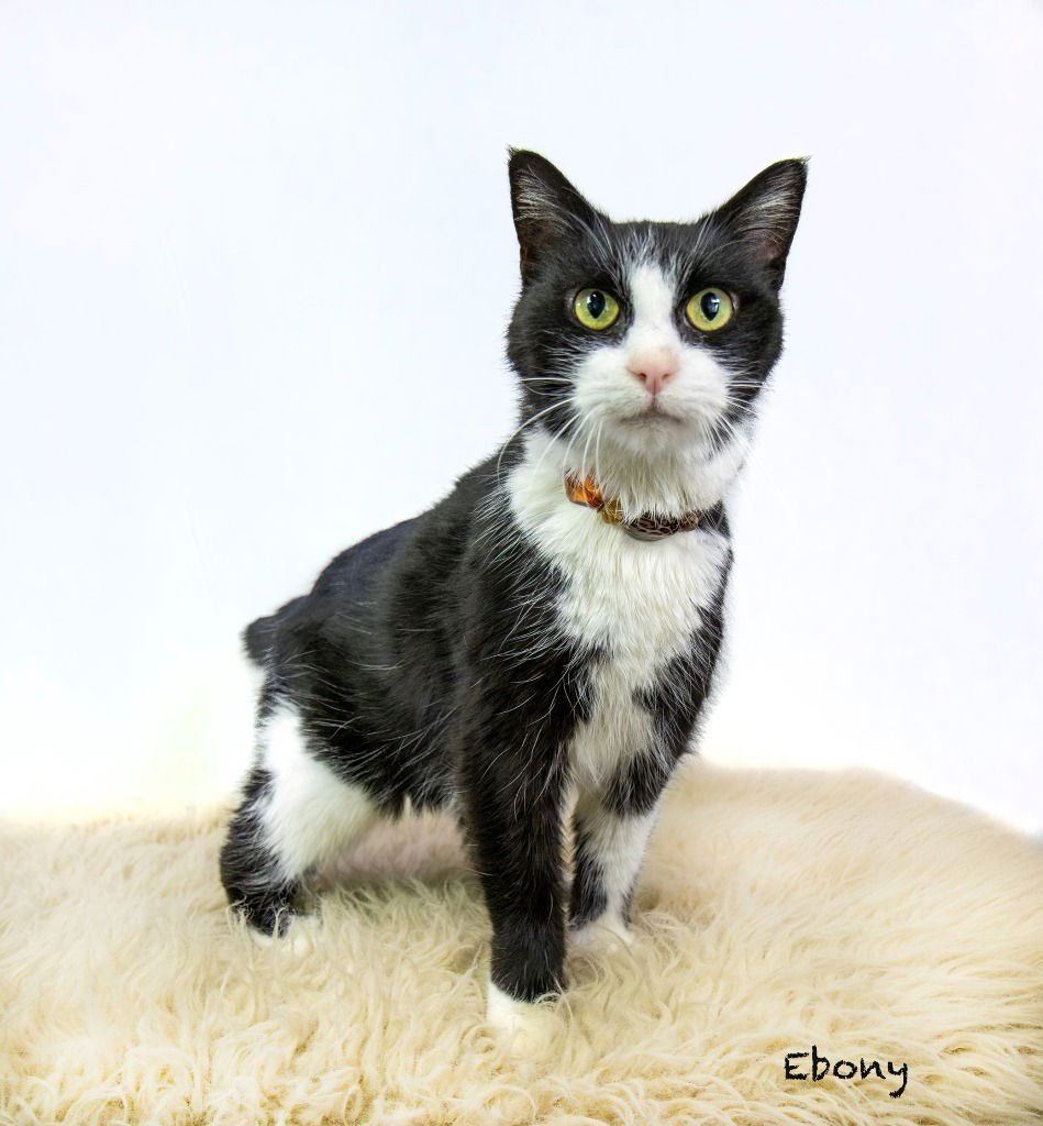 EBONY - Domestic Short Hair available for adoption