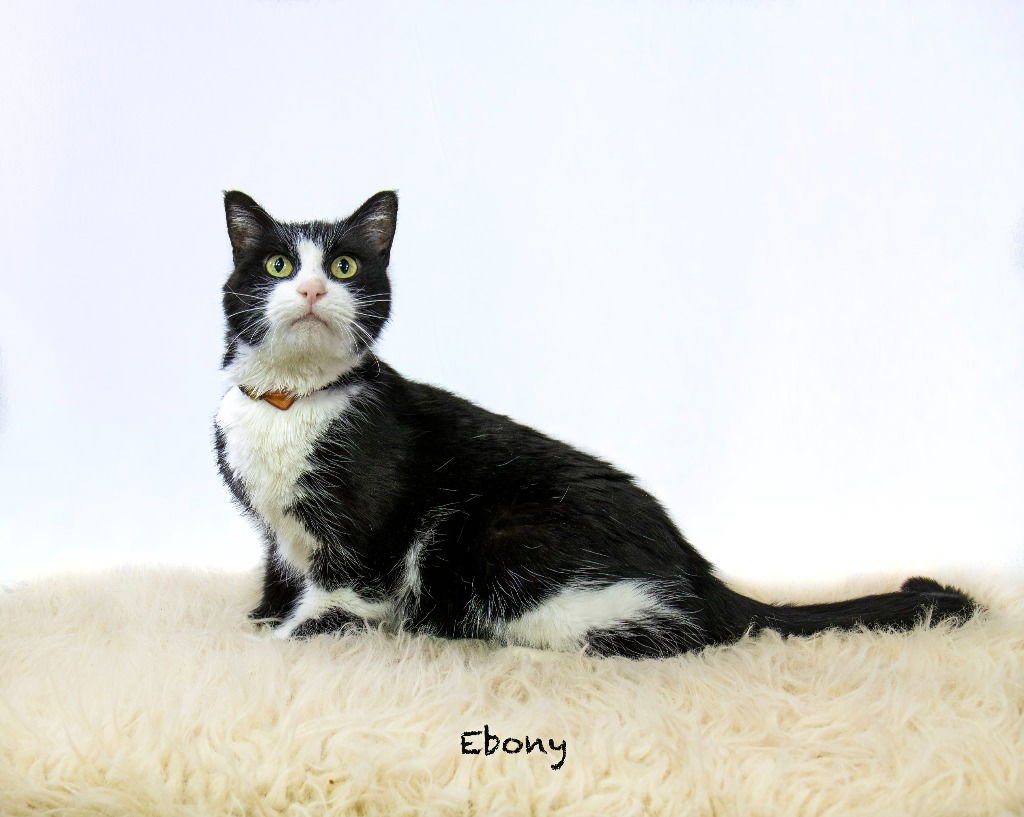 EBONY - Domestic Short Hair available for adoption