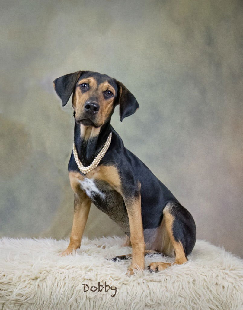 DOBBY - Coonhound / Beagle available for adoption