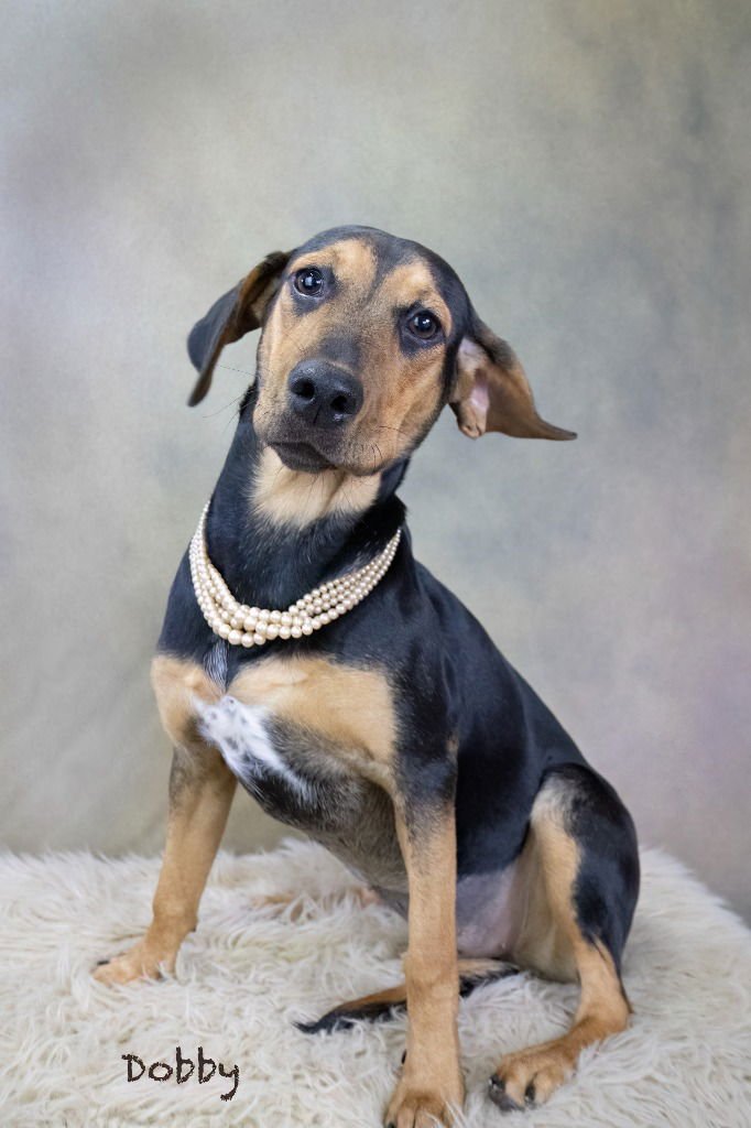 DOBBY - Coonhound / Beagle available for adoption