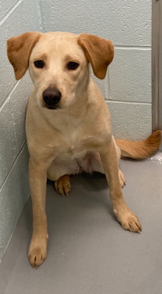 CHARLOTTE - Labrador Retriever available for adoption