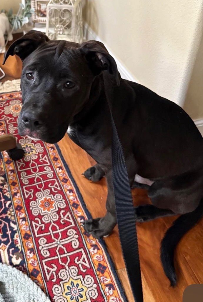 SONNY - Boxer / Labrador Retriever available for adoption