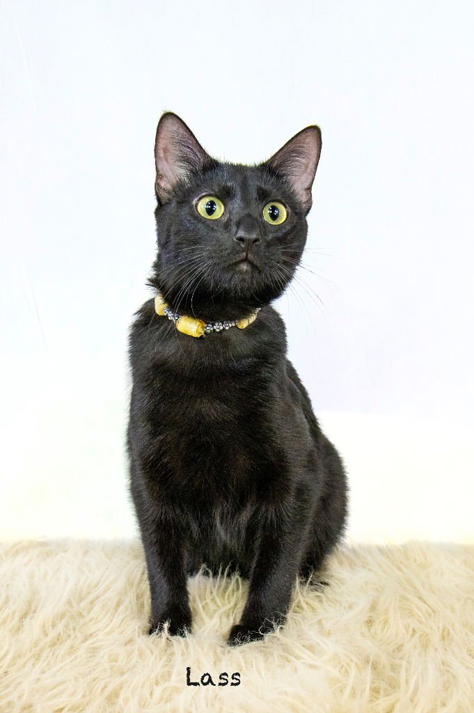 LASS - Domestic Short Hair available for adoption