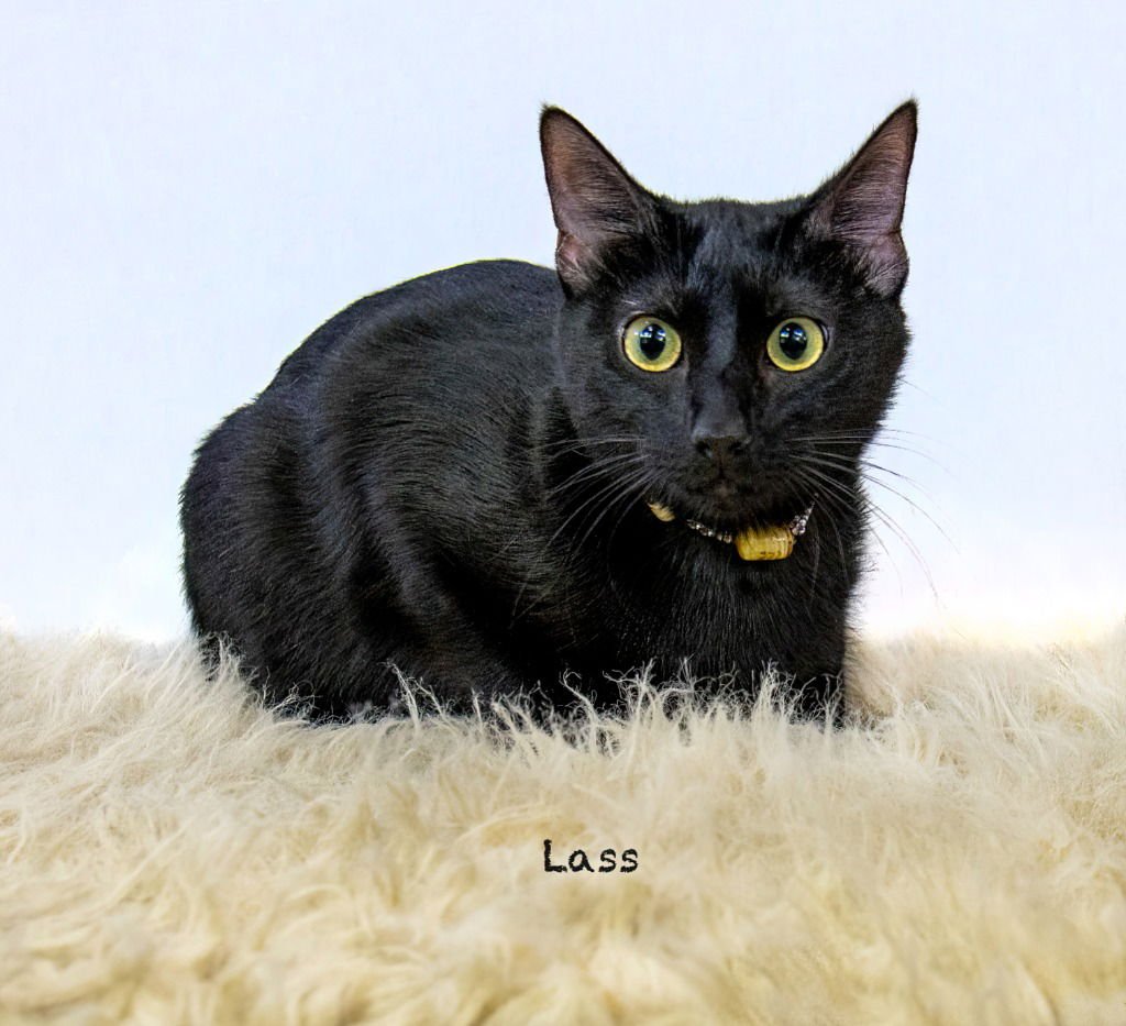 LASS - Domestic Short Hair available for adoption
