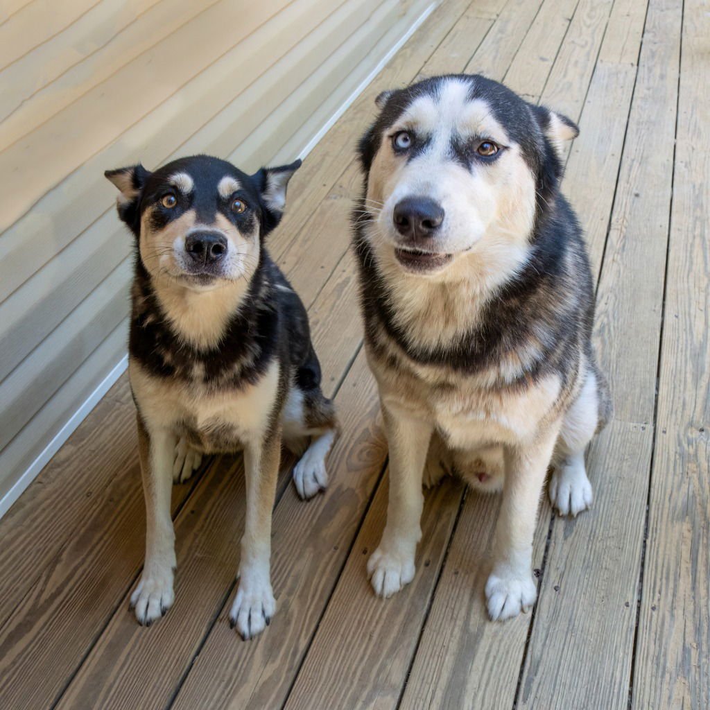 LUKA - Siberian Husky available for adoption