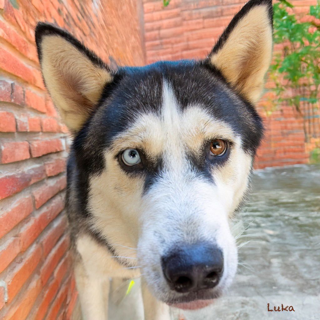Luka - Photo 4
